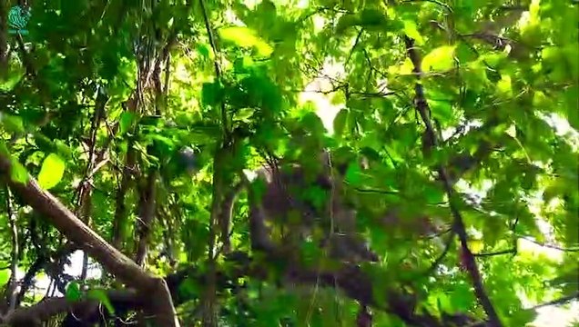 Chaos In India! Angry Monkeys Pull Back To The Village To Kill Dogs For Revenge @3WinAnimal