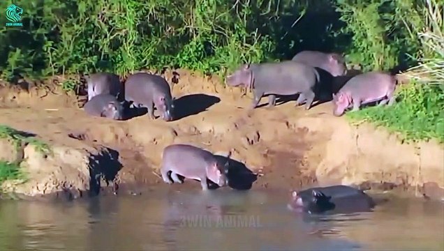 OMG! Mother Elephant Desperately Watching Baby Elephant Killed By Wild Dogs Animals Fight