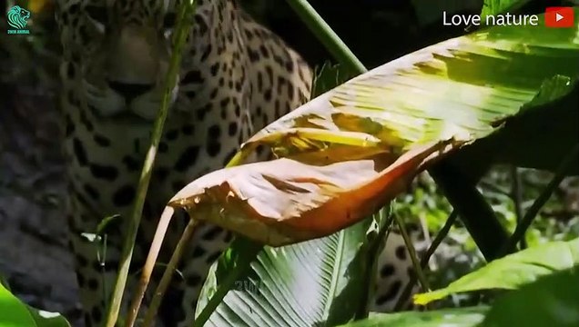 The Heartbreaking Ending When Leopards Desperately Hunted Fierce Crocodiles @3WinAnimal