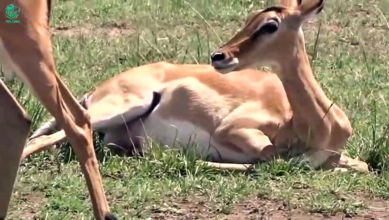 Rare Moments! Wild Animals Giving Birth Caught On Camera   Animals Fight