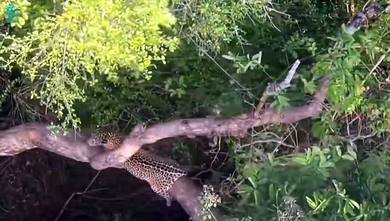 Retribution! Leopard Was Killed By A Giant Eagle When Foolishly Ate Baby Eagle   Wild Animals Fight