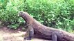 Scary Moment! Giant Komodo Dragon Brutally Attacks Dogs   Animals Fight @3WinAnimal