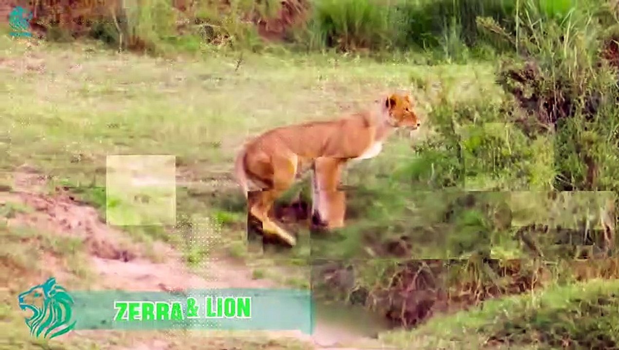 The Injured Zebra Runs From The Evil Predator And The Unexpected End Happens   Animals Fight