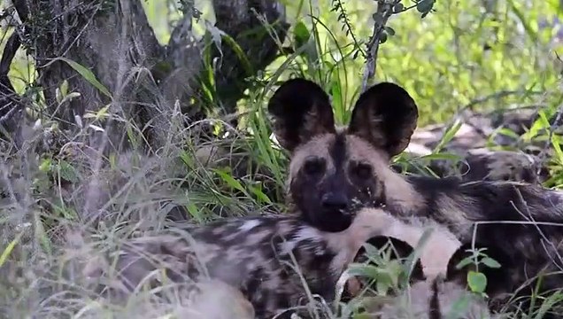 Shock! Evil Lion Brutally Kills Wild Dogs Poor Wild Dog Lost Mother Animals Fight