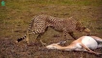 Terrifying Moments Aggressive Lion Hunts Antelope Then Kills Them   Animals Fight @3WinAnimal