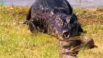 The Moment Giant Python Attacks Horrible Prey - Pythons vs Lion, Leopards, Crocodile   Animals Fight