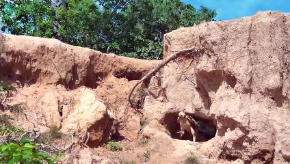 The Stupid Eagle Pays High Price To Anger A Crazy Rooster   Animals Fight @3WinAnimal