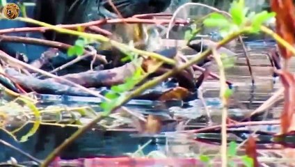 TOP 5 Exciting Moments Otters Hunt and Eat Their Prey   Animals Fight