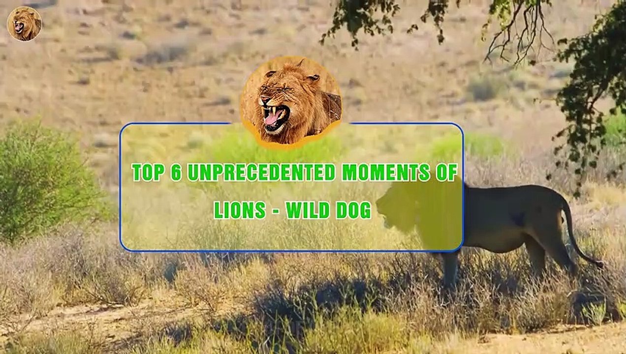TOP 6 Unprecedented Moments of Lions & Wild Dog Animals Fight video