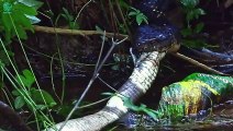 TOP 10 Heartbreaking Moments Giant Snakes Crush Their Prey   Animals Fight