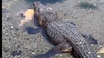 Horrific Moment- Crocodile Brutally Snaps Up and Kills Dog At Popular Mexican Lagoon