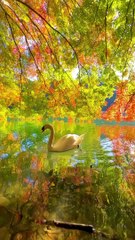 A pelican swimming in a very beautiful pond in a very wonderful way