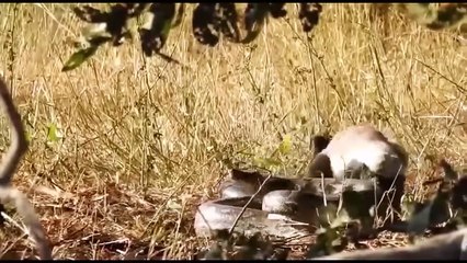 Amazing! Lion Family Fierce Fight With Giant Python To Save Teammates- Python Best And Brutal Attack