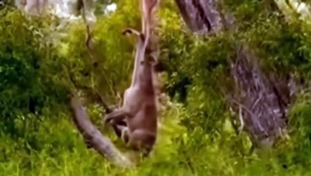 Dire! Leopard Hurts As The Violent Hyenas Attack Relentlessly To Steal Prey