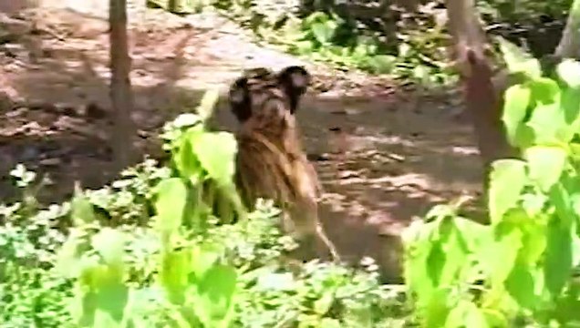 Horrified! Gaur Fierce Fights Madly And Tortures Tigers Too Wildly To Try To Save His Kind