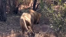 How wonderful! Maasai Aborigines Take Up Weapons To Confront The Fierce Lion To Rescue Poor Kudu