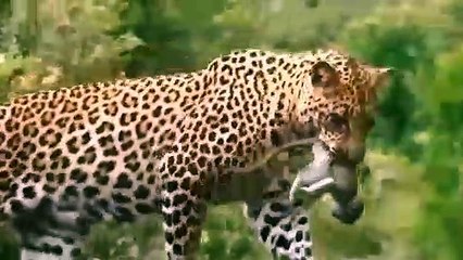 Incredible! Brave Maasai Aborigines Take Up Weapons To Fight The King Lion To Rescue Poor Zebra