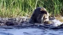 Incredible! Hippo Grabs Next, Knocks Down Lion To Escape Death Spectacularly In A Moment