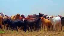 Leopard Attacks Pregnant Cow! Hungry Leopard Dares To Jump Into The Deep To Hunt The Villager Cattle