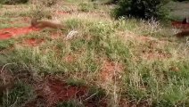 OMG! Mongoose Civets Fight Fiercely To Survive When Attacked By Leopard ►Life Is Harsh For Mongoose