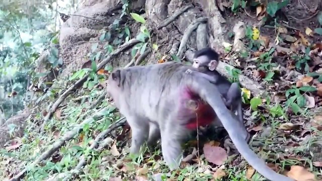 Otter Revenge Jaguar Loses Miserably When Being Tortured By The Otters For Dare To Attack Teammates