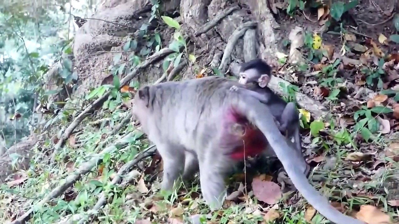 Otter Revenge  Jaguar Loses Miserably When Being Tortured By The Otters For Dare To Attack Teammates