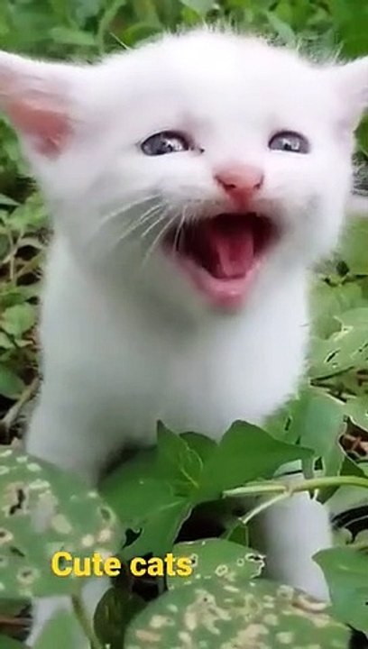 Cute cat animal #shorts #virlshortsvideo #the cute animal