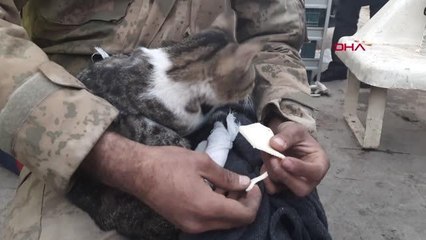 Enkazdan çıkan kediye jandarma şefkati