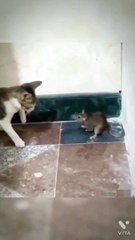 Cat vs Mouse fight comedy video