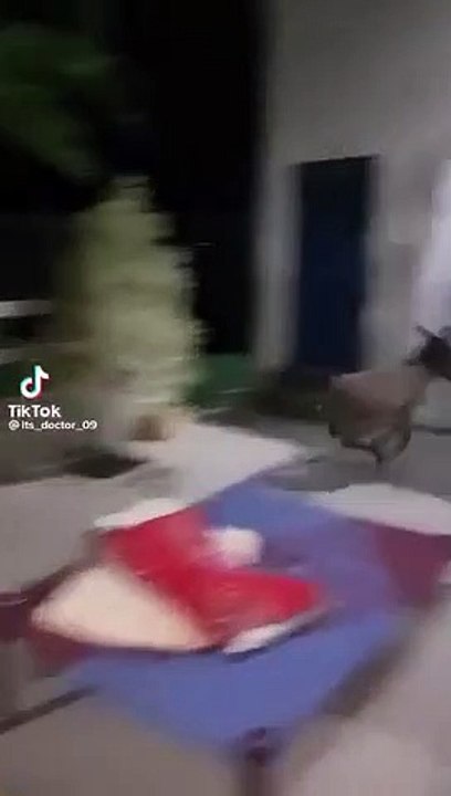 Funny donkey