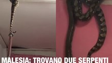Malesia, due giganteschi serpenti nel soffitto di una casa