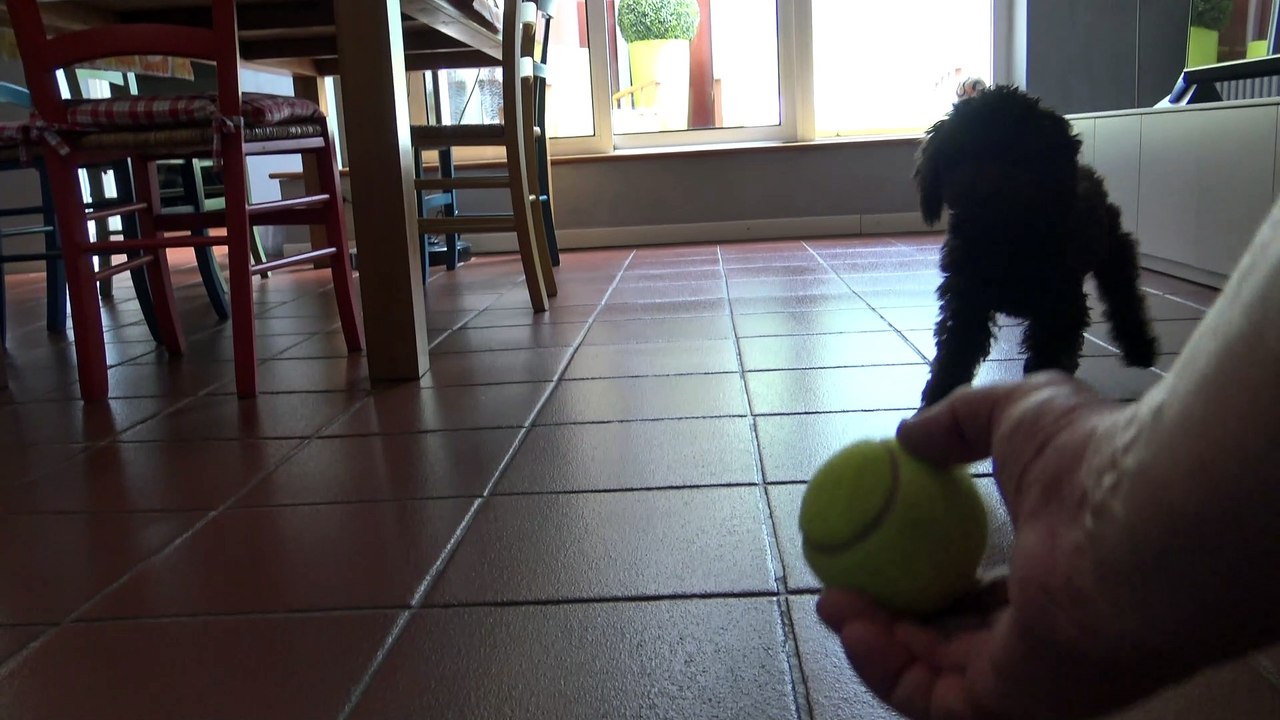 CAMILLO BARBONCINO TOY 8 MONTHS AND THE BOTTLE