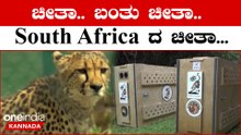 Cheetahs: C-17 ಗ್ಲೋಬ್ ಮಾಸ್ಟರ್ ಕಾರ್ಗೋ ವಿಮಾನದ ಮೂಲಕ ಭಾರತಕ್ಕೆ ಬಂದ 12 ಚೀತಾ  | OneIndia Kannada