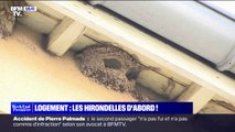 Ardèche: la ville d'Ardoix reporte la construction de logements neufs pour protéger des hirondelles