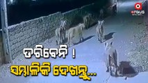 Pride Of Lions Captured On CCTV Camera In Gujarat