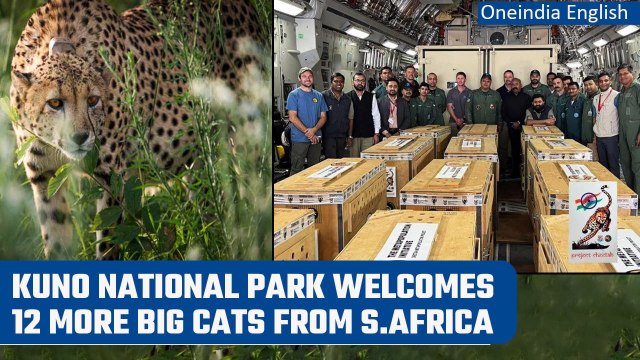 Madhya Pradesh: Kuno National Park welcomes 12 South African cheetahs | Oneindia News