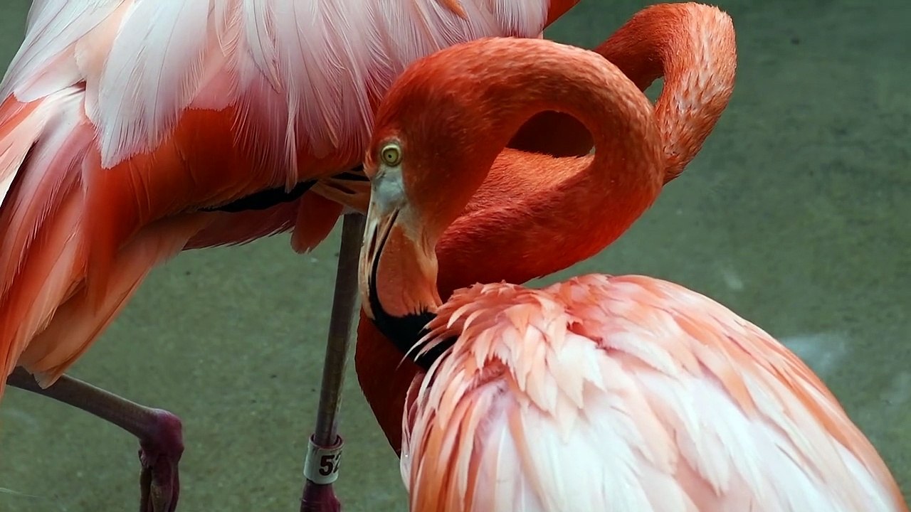 flamingo 4k video 30fps