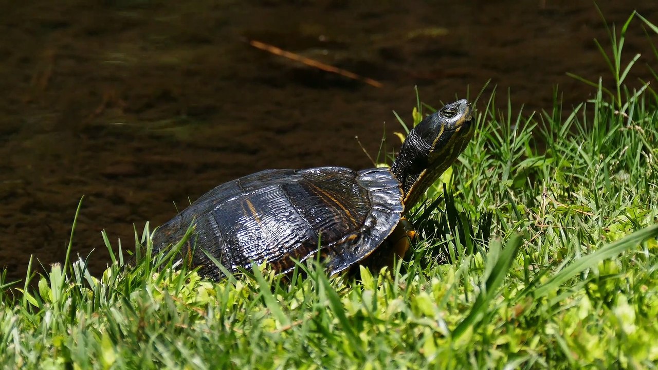 turtle 4k video 30fps