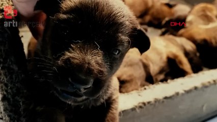 Meksika Savunma Bakanlığı, Proteo'nun anısına video paylaştı: Çok teşekkür ederiz şampiyon! Görevini tamamladın Proteo