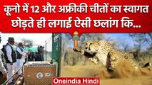 Kuno National Park में 12 Cheetah और छोड़े गए | Namibian Cheetah | Shivraj Singh | वनइंडिया हिंदी