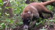Wild Kratts Wild Kratts S02 E011 – Rainforest Stew