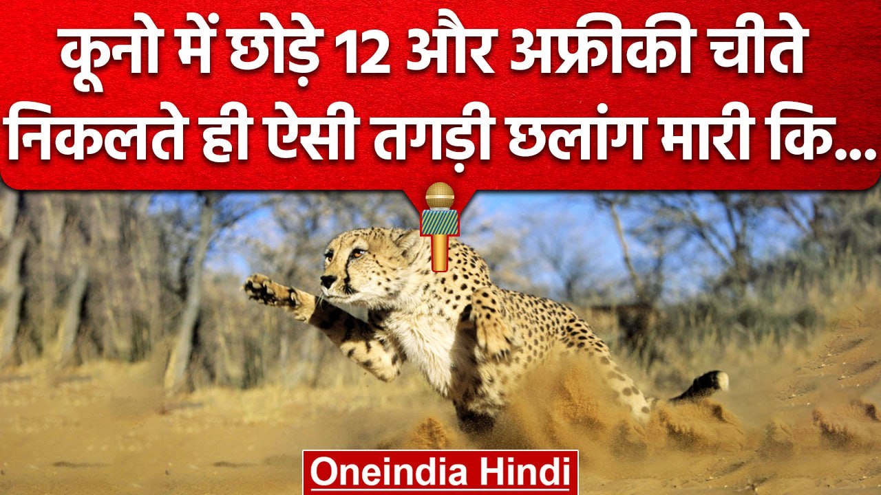 Kuno National Park में CM Shivraj Singh ने 12 C...