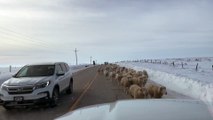 Sea of Sheep Causes Traffic Jam in Wyoming