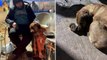 9 yaşındaki sahibini depremde kaybeden köpeğin görüntüsü yürekleri dağladı! Yemeden içmeden kesildi