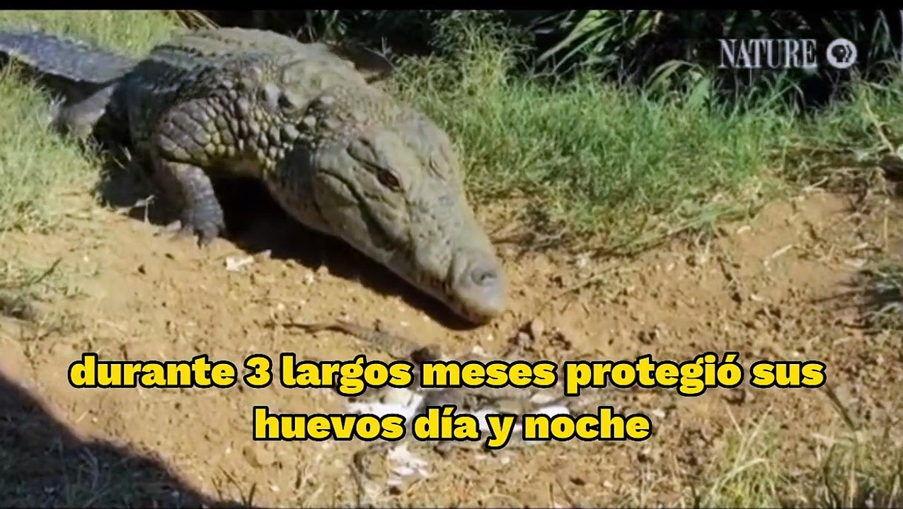 Mamá cocodrilo lleva sus hijos en la boca