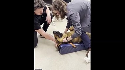 Cette vétérinaire expulse la balle avalée par un chien