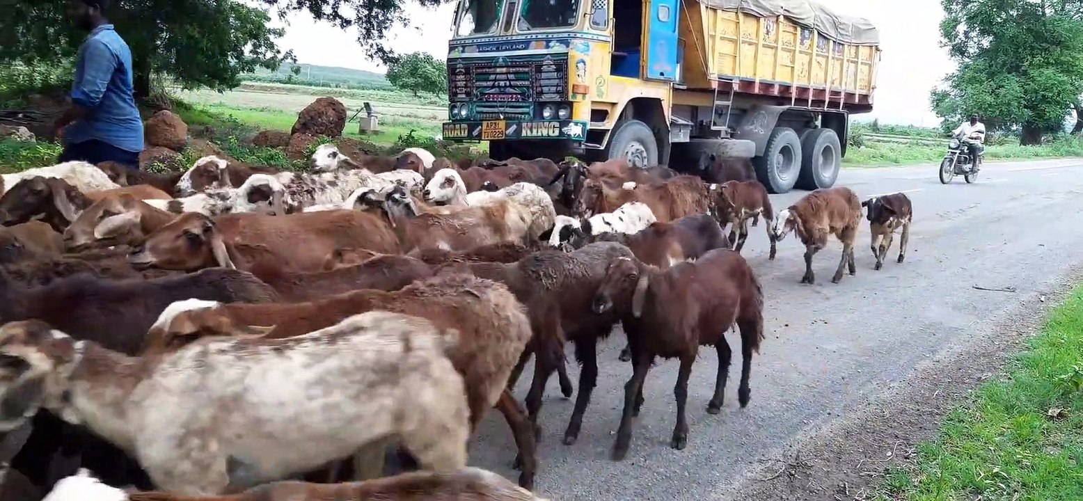 Sheep and Goat videos |   भेड़ और बकरी के वीडियो