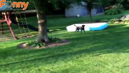 Best of 2016 Cute Funny Animals