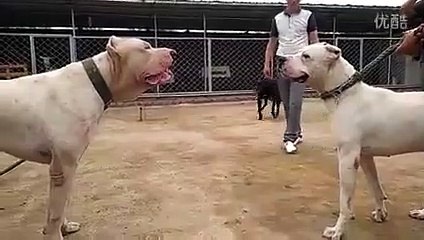 Pitbull ve Arjantin Dogo Karşı Karşıya