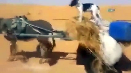 Ekmeğini Taştan Çıkaran Köpek